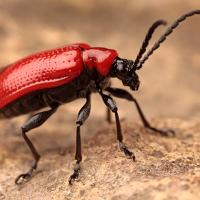 Red Lily Beetle 